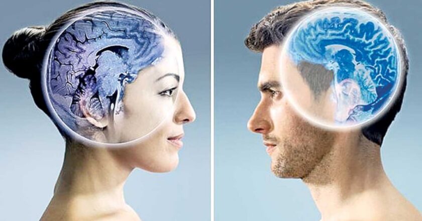 Y a-t-il une différence entre le cerveau d&rsquo;une femme et celui d&rsquo;un homme ? Ce que dit la science