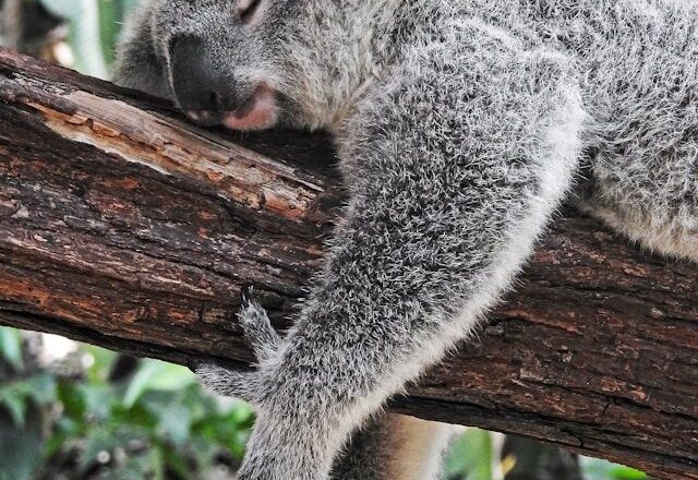 Comment le sommeil impacte votre cœur: les liens essentiels à connaître