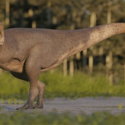 Découverte d&rsquo;une nouvelle espèce de dinosaure avec de petits bras