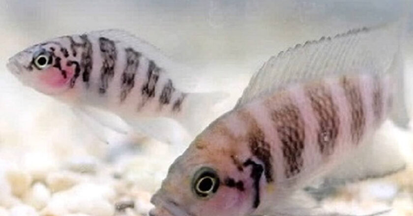 La punition, clé de voûte de la vie en communauté chez les poissons ?