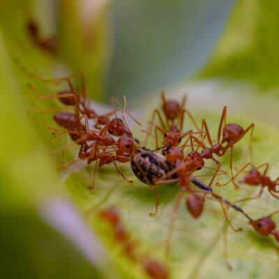 Ce que les fourmis peuvent nous apprendre sur la collaboration et le travail d&rsquo;équipe pour le bien commun