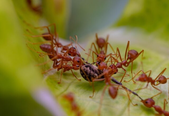 Ce que les fourmis peuvent nous apprendre sur la collaboration et le travail d’équipe pour le bien commun
