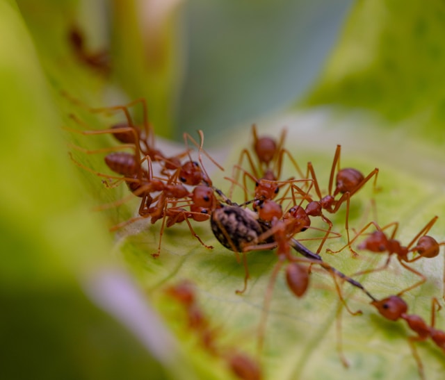 Ce que les fourmis peuvent nous apprendre sur la collaboration et le travail d'équipe pour le bien commun