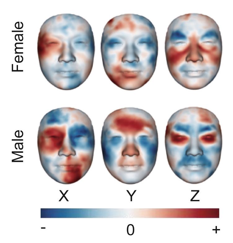 Les scientifiques pourront prédire notre santé et vieillissement avec les modèles thermiques de notre visage