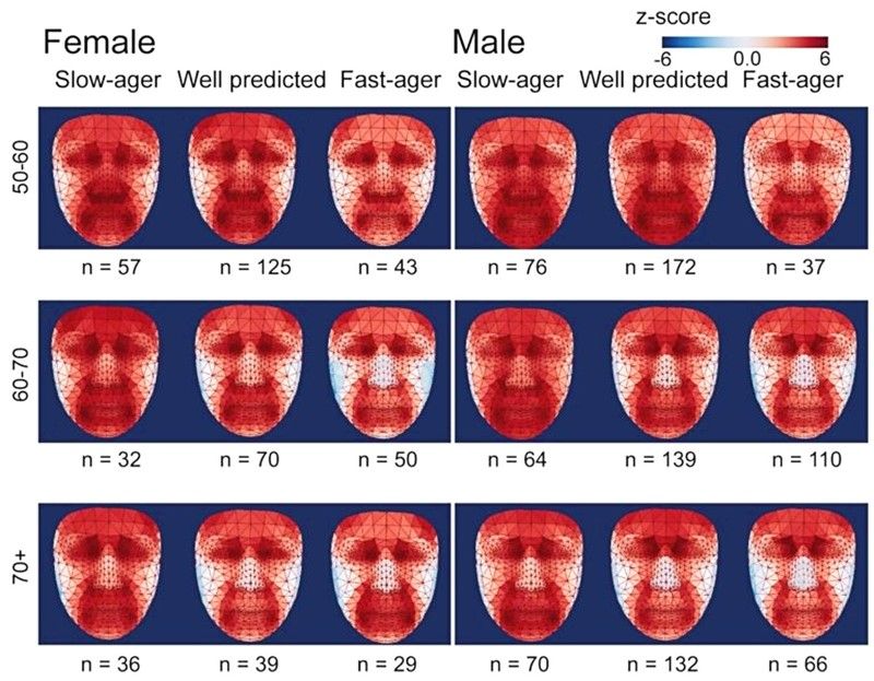 Les scientifiques pourront prédire notre santé et vieillissement avec les modèles thermiques de notre visage