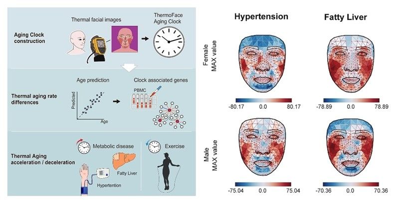 Les scientifiques pourront prédire notre santé et vieillissement avec les modèles thermiques de notre visage