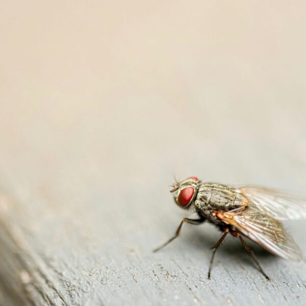 Le cerveau ne commande pas tout : la cartographie complète d&rsquo;une mouche des fruits bouleverse un dogme vieux de plusieurs décennies en neurosciences