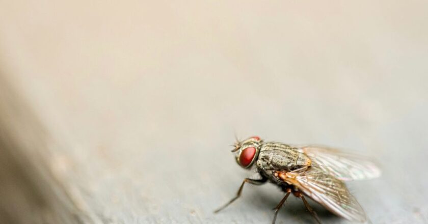 Le cerveau ne commande pas tout : la cartographie complète d&rsquo;une mouche des fruits bouleverse un dogme vieux de plusieurs décennies en neurosciences