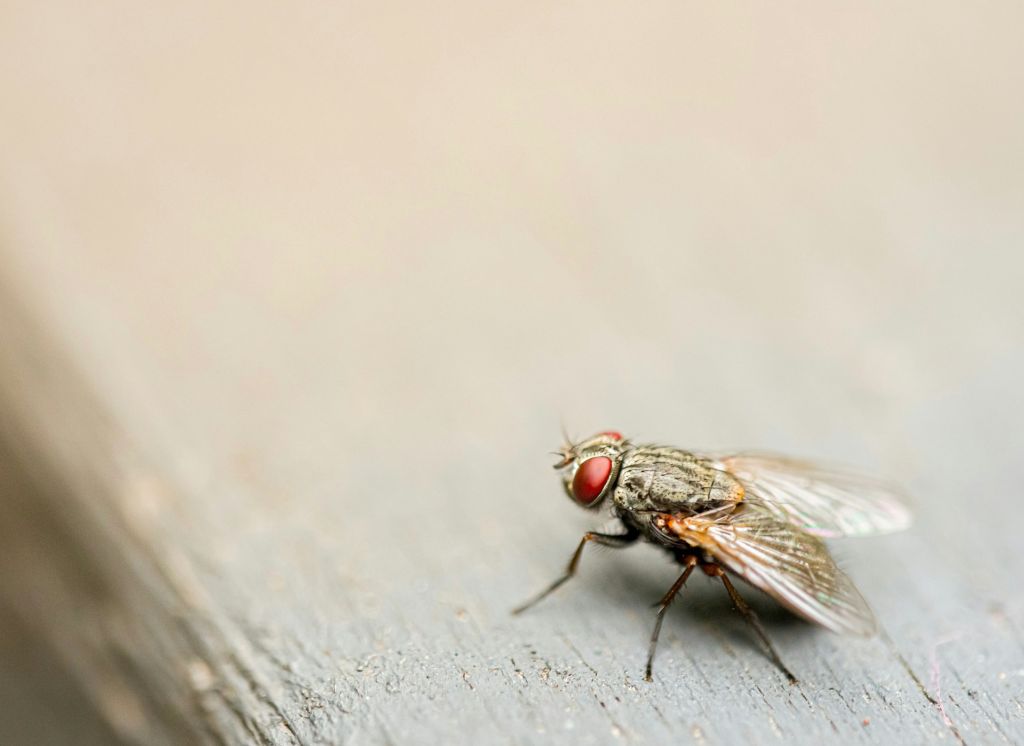 Le cerveau ne commande pas tout la cartographie complète d'une mouche des fruits bouleverse un dogme vieux de plusieurs décennies en neurosciences