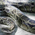 Un énorme python de 8 mètres découvert dans les hauteurs de Douala !