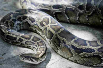 Un énorme python de 8 mètres découvert dans les hauteurs de Douala !