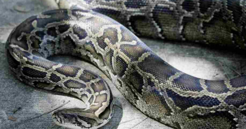 Un énorme python de 8 mètres découvert dans les hauteurs de Douala !