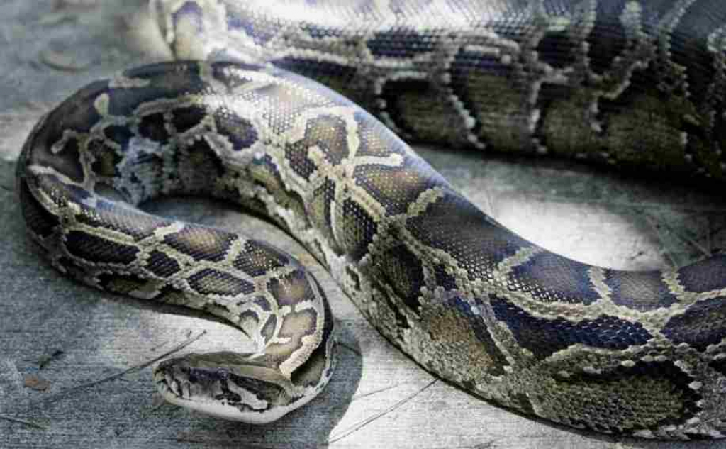 Un énorme python de 8 mètres découvert dans les hauteurs de Douala !