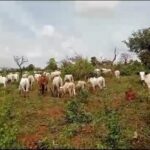 Un fermier de Noun à genoux : les éleveurs libèrent des vaches dans la ferme