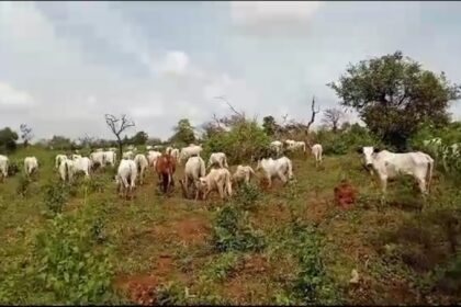 Un fermier de Noun à genoux : les éleveurs libèrent des vaches dans la ferme