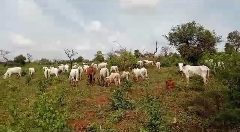 Un fermier de Noun à genoux : les éleveurs libèrent des vaches dans la ferme