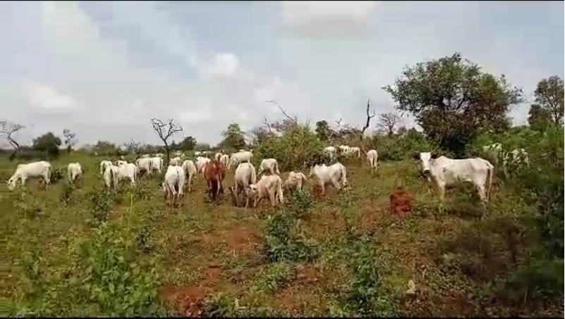 Un Fermier à Genoux comme Les Éleveurs Libèrent Des Vaches Dans la Ferme.