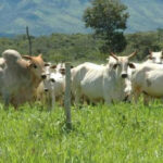 2024 au Cameroun : un investissement de 1,7 milliards de FCFA pour stimuler le secteur de l&rsquo;élevage