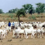 Exportation de bétail en Afrique de l’Ouest : Pertes financières de plus de 77 milliards de FCFA pour Bamako