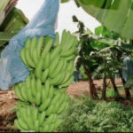 Baisse alarmante des exportations de bananes dessert au Cameroun