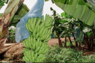 Baisse alarmante des exportations de bananes dessert au Cameroun