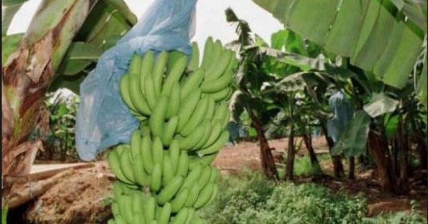 Baisse alarmante des exportations de bananes dessert au Cameroun