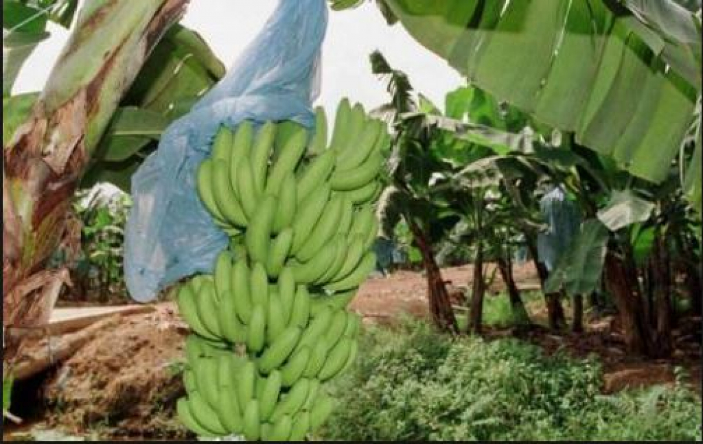 Baisse alarmante des exportations de bananes dessert au Cameroun