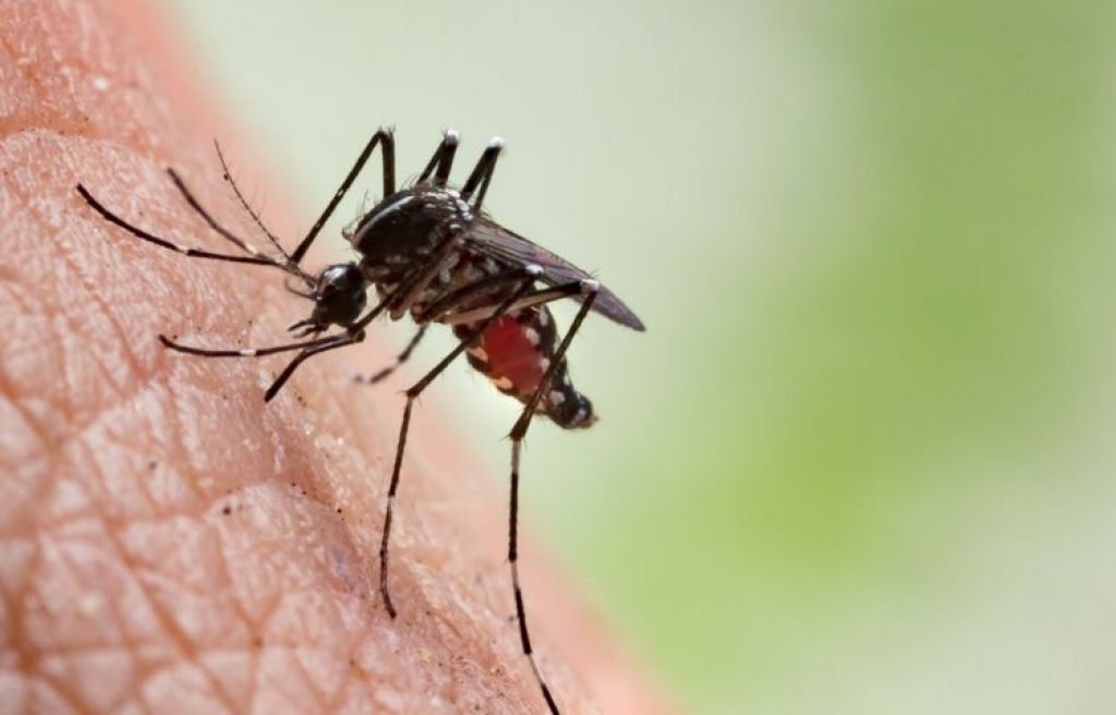 Le Cap-Vert éradique le paludisme : un accomplissement majeur en Afrique