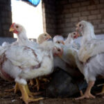 Grippe aviaire au Burkina Faso : alerte sur un nouveau foyer