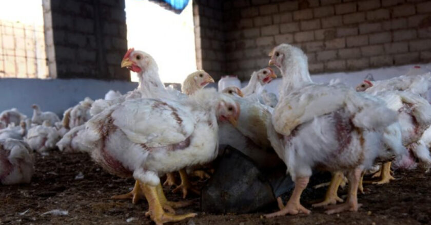 Grippe aviaire au Burkina Faso : alerte sur un nouveau foyer