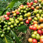 Découvrez les origines préhistoriques éthiopiennes du café grâce à une étude du génome – Impact historique!