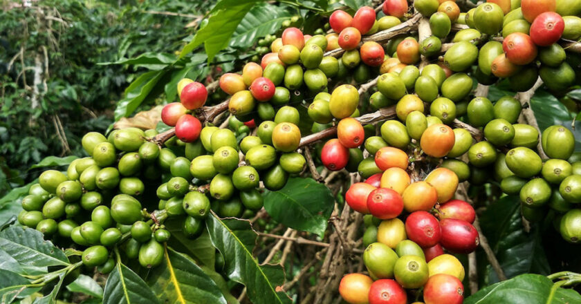 Découvrez les origines préhistoriques éthiopiennes du café grâce à une étude du génome – Impact historique!