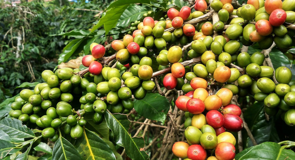Découvrez les origines préhistoriques éthiopiennes du café grâce à une étude du génome - Impact historique!