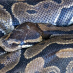 Drame effroyable en Indonésie : une mère de 04 enfants dévorée vivante par un python géant