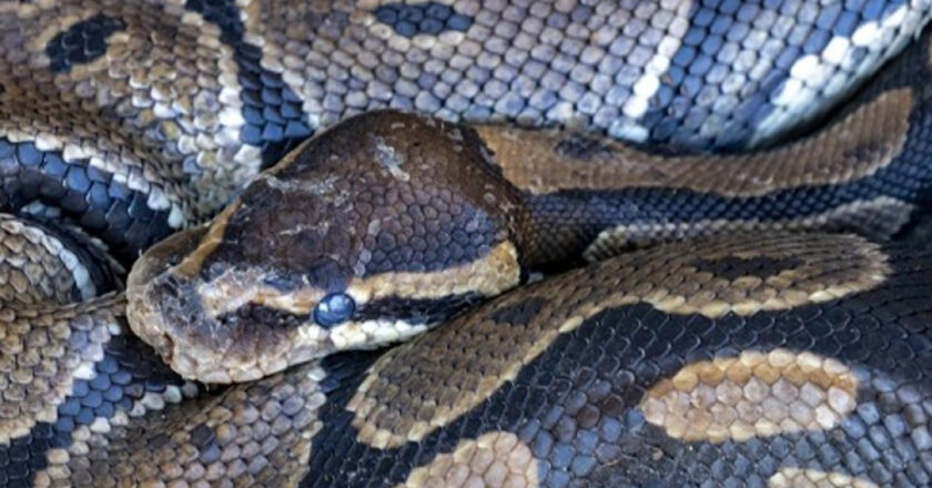 Drame effroyable en Indonésie : une mère de 04 enfants dévorée vivante par un python géant