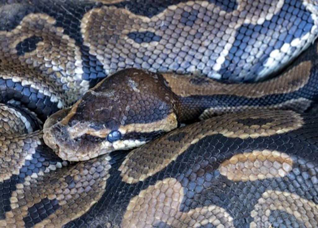 Drame effroyable en Indonésie : une mère de 04 enfants dévorée vivante par un python géant