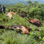 Un matin de terreur à Bali Ngyonga au Cameroun : 28 vaches emportées par un terrible coup de foudre