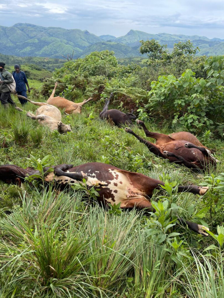 Un matin de terreur à Bali Ngyonga au Cameroun : 28 vaches emportées par un terrible coup de foudre