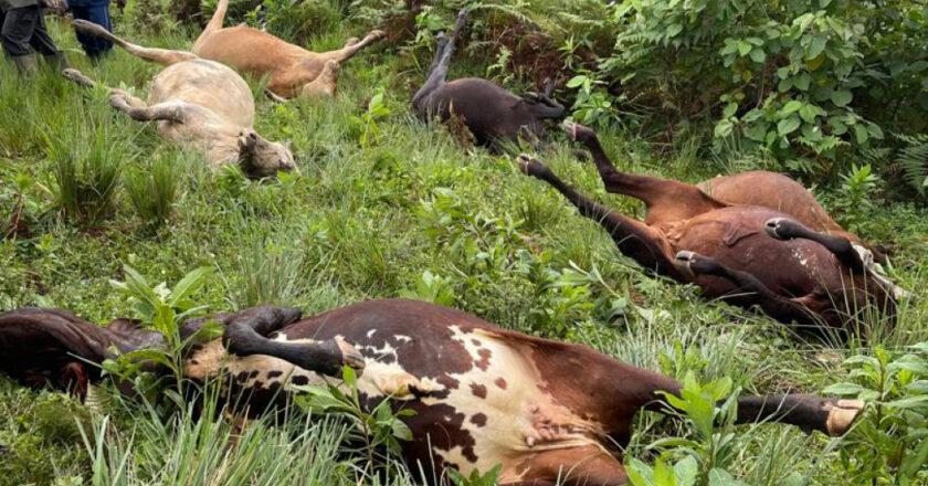 Un matin de terreur à Bali Ngyonga au Cameroun : 28 vaches emportées par un terrible coup de foudre