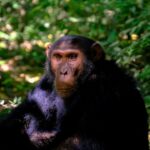 Le 20 juin dernier, une tragédie sans précédent a ébranlé le village de Ndog Mongo au Cameroun. Un jeune homme courageux et travailleur, Nicolas Bidja, était en train de travailler sur sa plantation en forêt lorsqu'il a été brutalement attaqué par un groupe de chimpanzés sauvages. Cette attaque a suscité l'ire et l'effroi du ministre de la Forêt et de la Faune, Jules Doret Ndongo, qui a publié un communiqué le 24 juin 2024 pour condamner cette barbarie sans nom. Nicolas Bidja a été retrouvé dans un état désastreux, avec des blessures profondes et un visage méconnaissable. Heureusement, grâce à une intervention chirurgicale rapide, il a pu être sauvé mais il ne retrouvera probablement pas son visage d’antan. Ses proches ont été soulagés d'apprendre que sa vie n'était plus en danger. Cependant, cet incident tragique soulève d'importantes questions sur la coexistence entre les populations locales et la faune sauvage. Selon les résultats préliminaires de l'enquête menée par le ministère, il s'avère que l'attaque a eu lieu dans l'habitat naturel de ces grands singes. Ce constat met en lumière la nécessité de trouver un équilibre entre le respect et la protection de la nature et des espèces animales, et la sécurité des populations locales. Pour faire face à cette situation alarmante, les autorités ont agi avec promptitude. Le sous-préfet de Ndom a convoqué une réunion d'urgence le 22 juin à Ndog Mongo pour discuter des mesures à prendre pour prévenir de futures attaques. De plus, une équipe composée de membres du ministère des Forêts et de la Faune, en collaboration avec des ONG, a été déployée sur les lieux pour évaluer la situation et proposer des solutions appropriées. Des mesures peuvent être prises pour sensibiliser les populations locales sur la coexistence pacifique avec la faune sauvage et les prévenir des risques liés à la présence de ces animaux dans leur environnement, et aussi d'intensifier la surveillance et la protection des habitats naturels des espèces en danger. En fin de compte, cette tragédie a été un rappel brutal de la nécessité de protéger non seulement les êtres humains, mais aussi les espèces animales avec lesquelles nous coexistons sur cette planète. Cela requiert une prise de conscience de la part de tous, ainsi qu'une collaboration entre les autorités locales, les organisations environnementales et les populations locales pour trouver un équilibre durable entre l'homme et la nature.