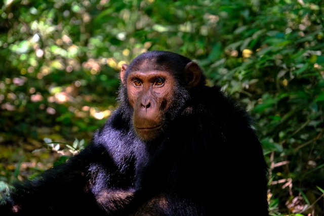 Incroyable ! Un homme blessé lors d’une attaque de chimpanzés au Cameroun complètement défiguré