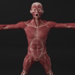 Autopsie d’un homme de 78 ans : Découverte surprenante de trois pénis