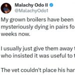 Comment un fermier nigérian a sauvé ses poulets grâce aux conseils de sa femme