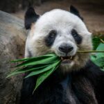 20 Fascinantes Curiosités sur le Panda, l&rsquo;Animal Mignon et Adoré de Tous