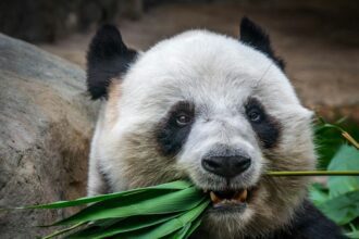 20 Fascinantes Curiosités sur le Panda, l&rsquo;Animal Mignon et Adoré de Tous
