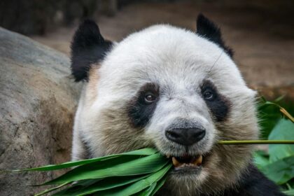 20 Fascinantes Curiosités sur le Panda, l&rsquo;Animal Mignon et Adoré de Tous