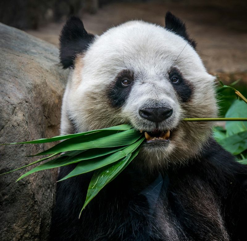20 Fascinantes Curiosités sur le Panda, l&rsquo;Animal Mignon et Adoré de Tous