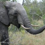 Tragédie au Tchad : Un adolescent tué par un éléphant dans la Tandjilé Ouest