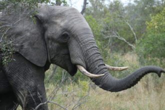 Tragédie au Tchad : Un adolescent tué par un éléphant dans la Tandjilé Ouest