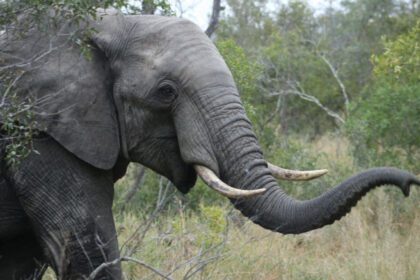 Tragédie au Tchad : Un adolescent tué par un éléphant dans la Tandjilé Ouest